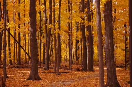 Autumn forest - leaves, autumn, forest, trees