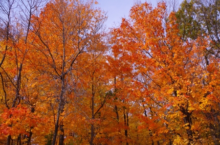 Autumn leaves - leaves, colorful, forest, trees