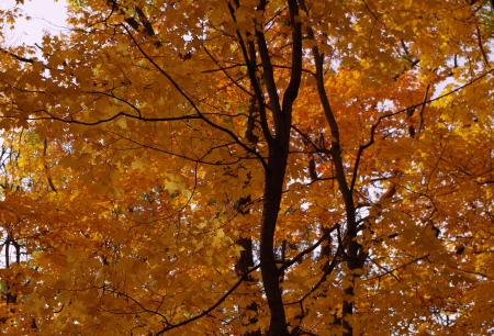 Autumn trees - leaves, autumn, trees, foliage