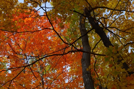 Autumn's beauty - leaves, autumn, forest, trees