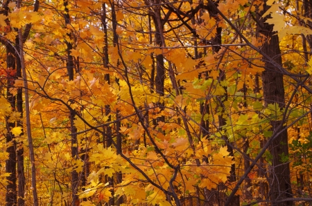 Autumn foliage - trees, forest, leaves, autumn