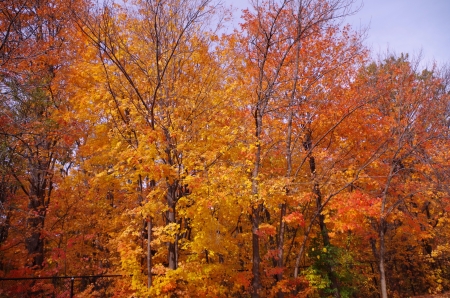 Autumn leaves - trees, forest, foliage, leaves