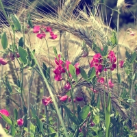 pink flowers