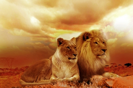 lion love - nature, love, lion, wild, sunset