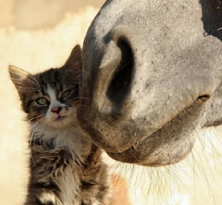 friendly kiss - horse, cats, animals, friendly, kiss, kitten