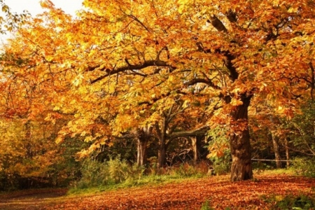 the orchard in a fall season - fall leaves, trees, orchard, nature