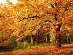 the orchard in a fall season