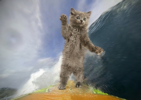 surfing cat - cats, animals, funny, surfing