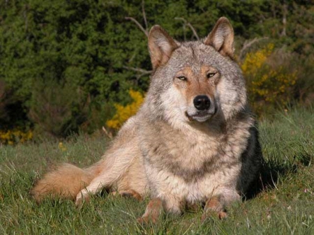 GRAY WOLF - Gray, nature, animals, Wolf