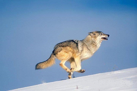 SPEEDING UP - wolf, animals, speeding up, nature, snow