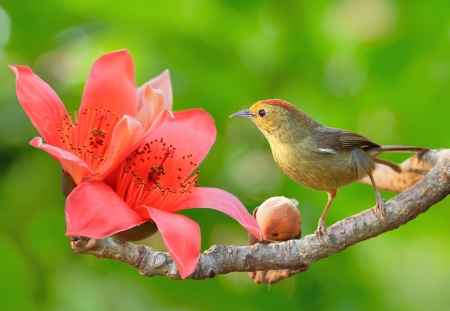 Bird - red, branch, green, bird, flower