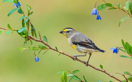 Bird - flower, bird, yellow, grey, blue, green