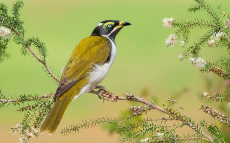 Bird - flower, bird, yellow, branch, green