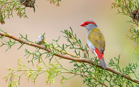 Bird - red, bird, yellow, branch, green