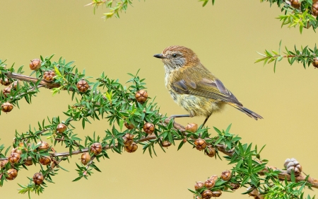 Bird - bird, fruit, branch, green