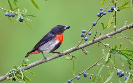 Bird - red, berry, bird, fruit, branch, blue, green