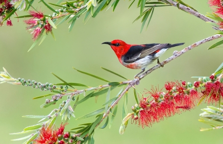 Bird - red, flower, bird, branch, green