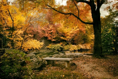 autumn park - fall, autumn, garden, park, foliage