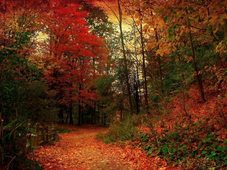 red forest - colors, forest, foliage, red