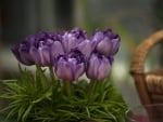 Little purple tulips bouquet