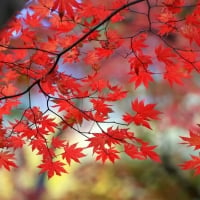 Red Autumn Leaves