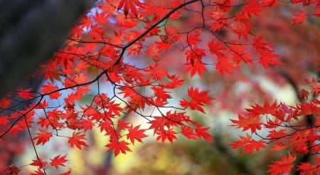 Red Autumn Leaves - leaves, branches, autumn, trees