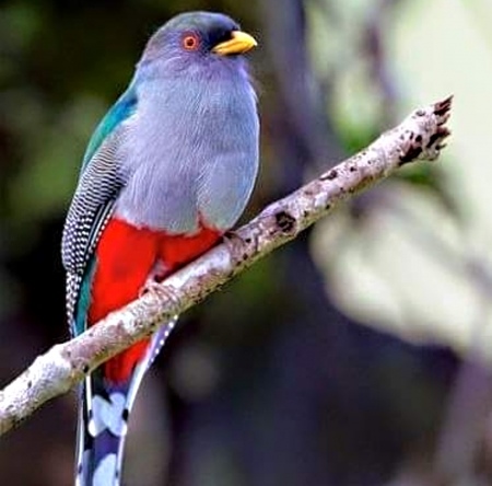 Beautiful Bird - beautiful, tree, colors, bird