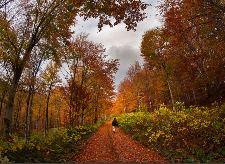 Alone in Autumn - tree, autumn, forest, man