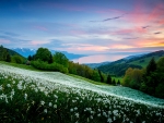 White Flowers On The Slope