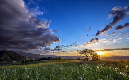 Summer Sunset - nature, trees, clouds, field, sunset, summer