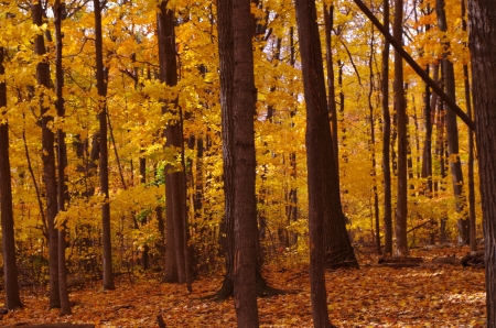 autmn forest - trees, forest, leaves, autumn