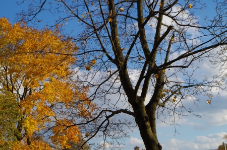 Autumn - trees, leaves, sky, autumn