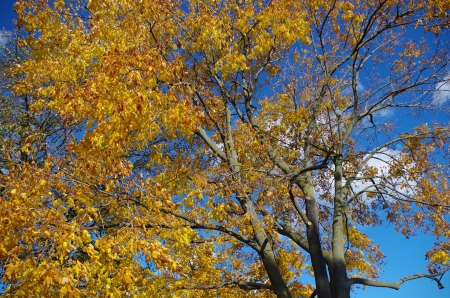 Autumn trees - leaves, sky, autumn, trees