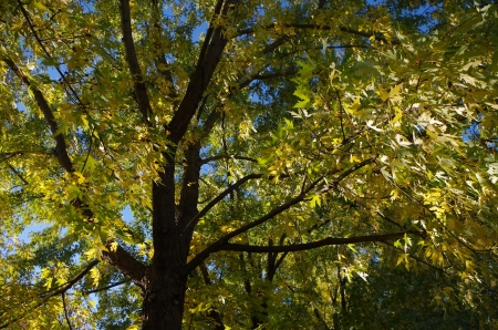 Forest beauty - trees, forest, leaves, autumn