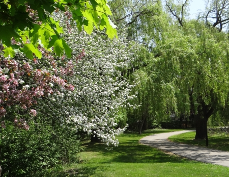 Spring foliage - nature, summer, flowers, trees