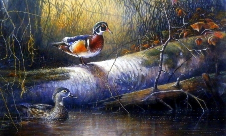 Back Water Refuge - autumn, forests, animals, draw and paint, love four seasons, fall, ducks, timber, paintings