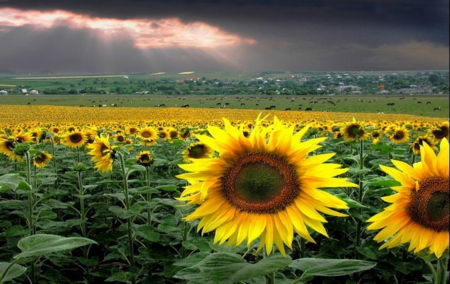 Sunset Over The Sunflowers Field - flowers, sunflowers, sunset, nature, field