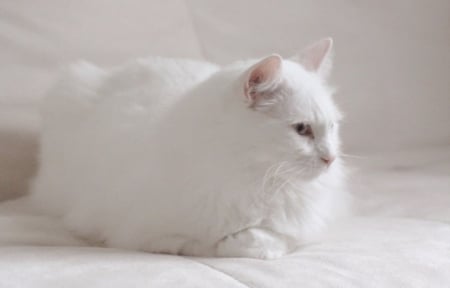 Beautiful White Kitten - cat, white, animal, kitten