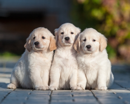 ღ❤ღ - dog, friends, puppy, trio