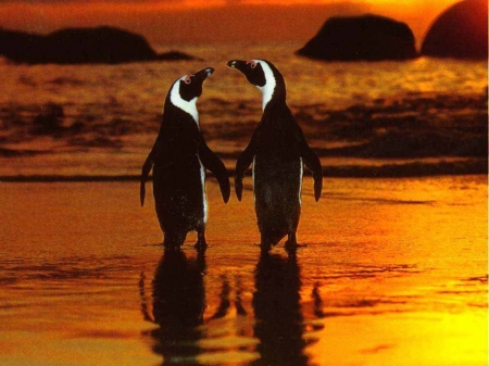 Penguin Couple