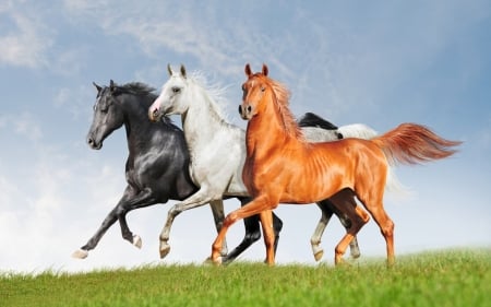 Horses - brown, grass, horse, black, white, animal, green, lolita777, trio