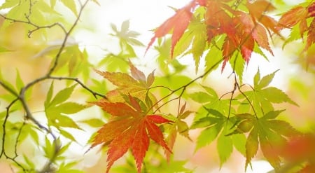 Colorful Leaves - leaves, sky, autumn, trees