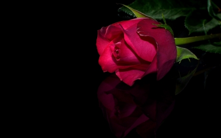 Rose - pink, rose, black, bud, flower