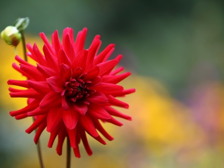 Red Dahlia with Bud - flowers, nature, dahlia, red