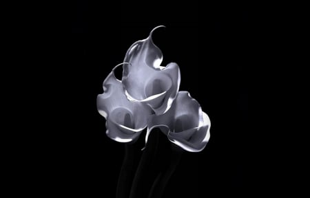 Calla Flowers - white, calla, flowers, flower