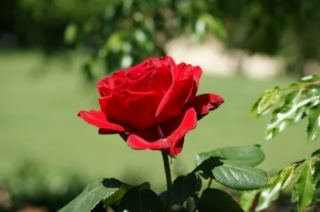 Red Rose - garden, petals, plant, blossom, leaves