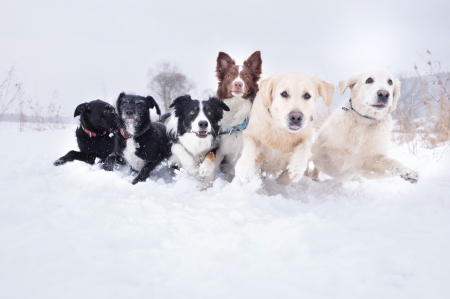 Dogs In The Snow - Snow, Dogs, Winter, Border, Collie, Retriever