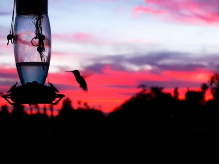 Beautiful Sunset - nature, silhouette, red, sunset, bird