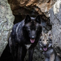 'Two beauties'......