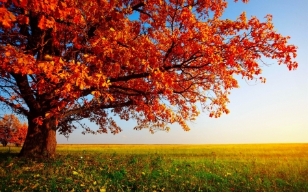 Autumn tree - beautiful, autumn, grass, field, tree, foliage, leaves